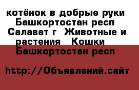 котёнок в добрые руки - Башкортостан респ., Салават г. Животные и растения » Кошки   . Башкортостан респ.